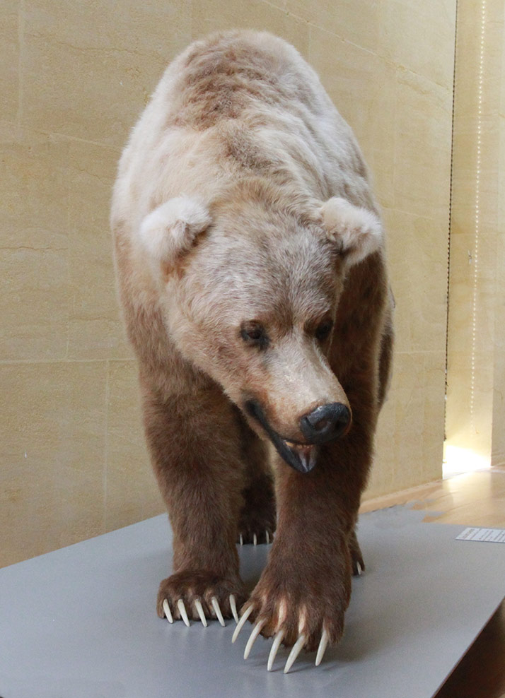 Ours des cavernes